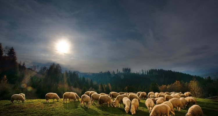 Un troupeau de moutons broutant sous un ciel nuageux avec des rayons de soleil qui percent.