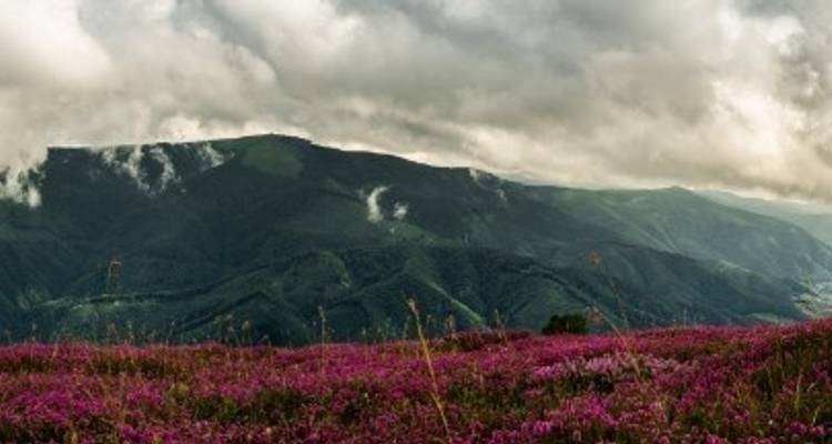 Paysage expansif avec des collines ondulantes et des fleurs violettes vibrantes sous un ciel nuageux.