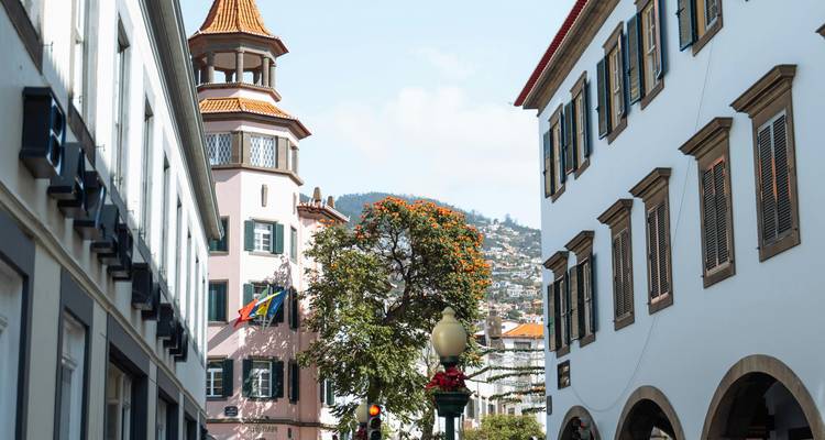 Europese stadsstraat met bomen en historische gebouwen