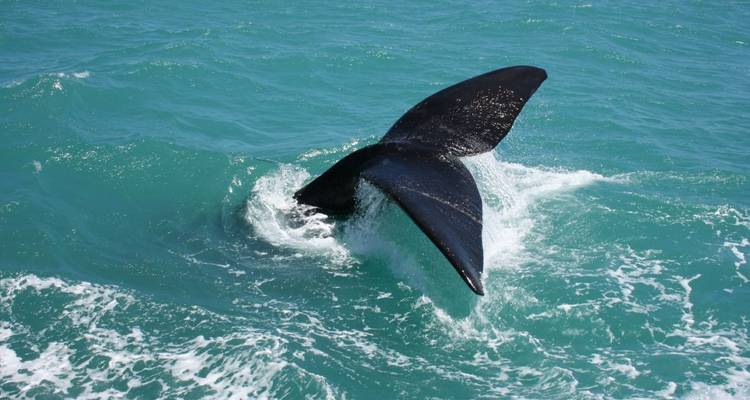 Black whale tail diving into turquoise ocean water creating white splashes