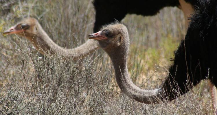 Close-up of two curious ostrich heads in a dry scrub landscape
