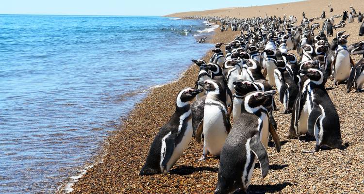 Pinguine versammelten sich an einem Strand in der Nähe des Ozeans.