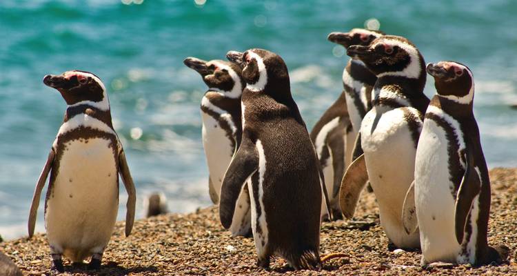 Nahaufnahme von Pinguinen, die am Meer auf einem Kieselstrand stehen.