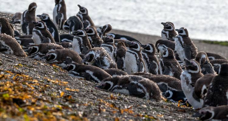 Pinguine, die sich am Strand ausruhen.