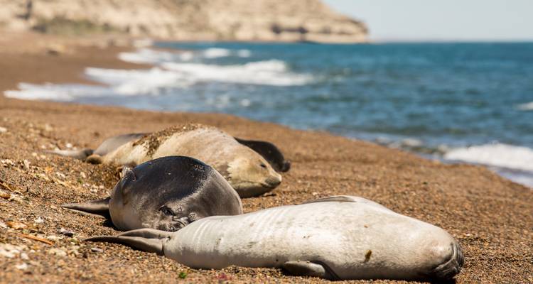 Robben, die an einem Kieselstrand nahe dem Ozean ruhen.