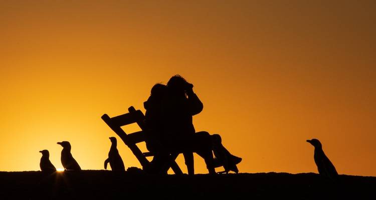 Silhouette von Menschen und Pinguinen vor einem Sonnenuntergangshimmel.