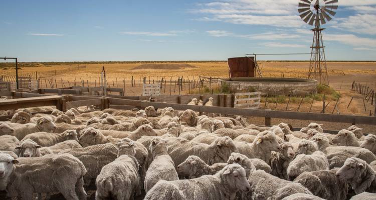 Schafherde auf einem Bauernhof mit einer Windmühle im Hintergrund.