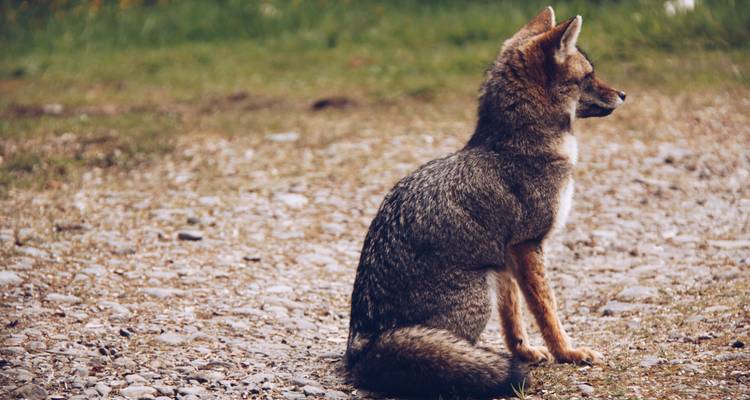 Renard assis sur du gravier avec de l'herbe en arrière-plan.