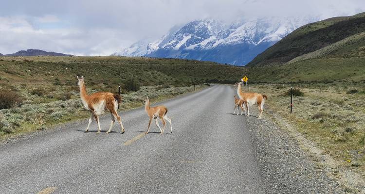Llamas crossing a road with a mountain in the background.