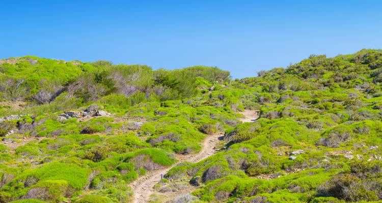 Sendero de senderismo a través de vegetación baja bajo un cielo azul despejado.