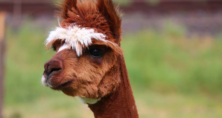 Close-up van een bruine lama met een onscherpe achtergrond.