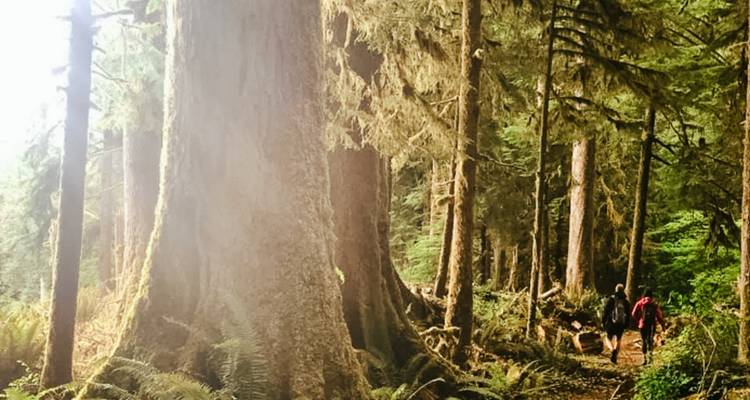 Pacifique Nord- Ouest : Observation des baleines, restauration écologique et Trek dans les Cascade Mountains de Washington - GIVE Volunteers 6