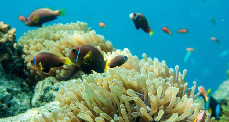 Small Group Roundtrip & Bathing - Sri Lanka & Maldives (incl. flight) - Bavaria Fernreisen 6