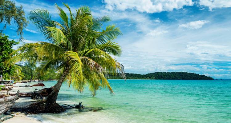 Plage tropicale avec un palmier penché et des eaux turquoise.