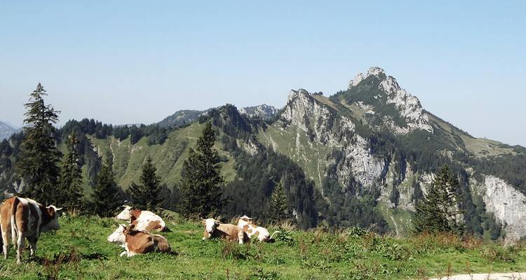 Vaches se reposant dans un pâturage de montagne avec des vues panoramiques.