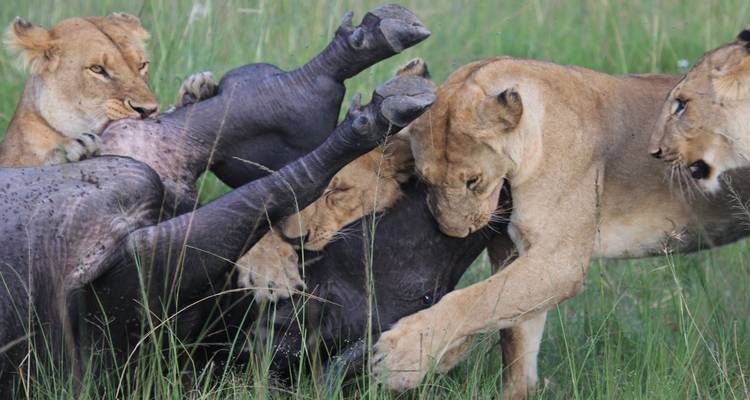 Circuitos privados de 11 días por Tanzania y Zambia - Arusha - Livingstone fly in - Little Roz Tours 9