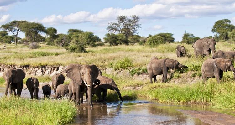 Herd of elephants crossing a river in a lush landscape.