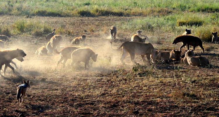 Lions and other animals interacting in a dusty savannah region.