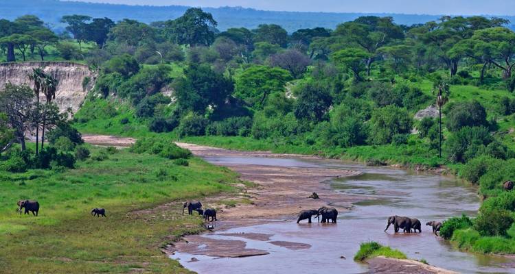 Elephants in a river against a distant savannah backdrop.