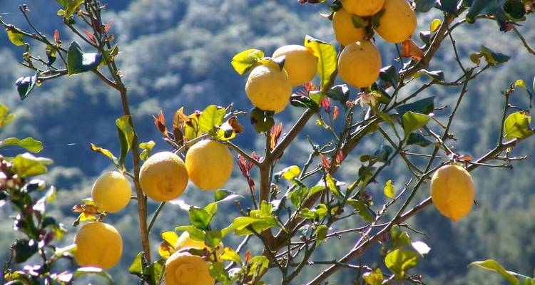 Lemon tree with ripe lemons against a blurred natural background.