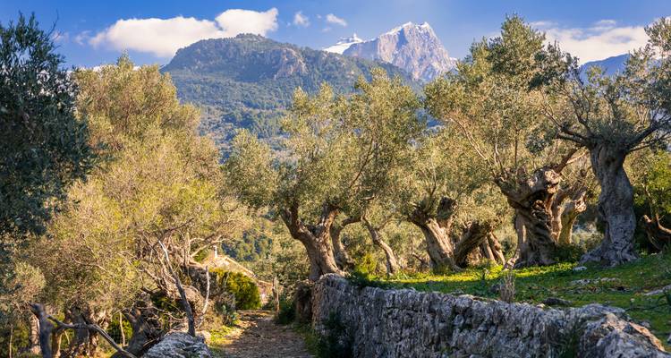 Rustic stone path through olive trees with mountain views.