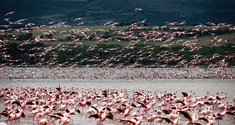 Kenyan Expeditions 14 Days/ 13 Nights ( Comfort Plus) - Across Africa Tours & Travel 2