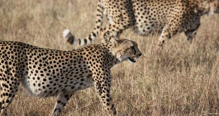 Kenyan Expeditions 14 Days/ 13 Nights ( Comfort Plus) - Across Africa Tours & Travel 7