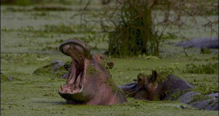Kenyan Expeditions 14 Days/ 13 Nights ( Comfort Plus) - Across Africa Tours & Travel 10