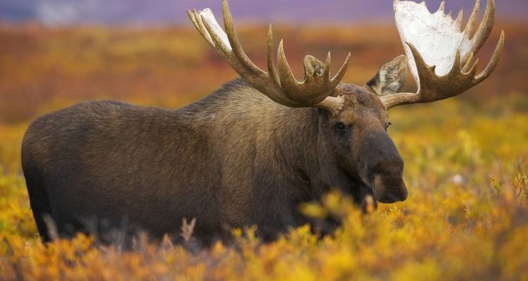 Anchorage: aventura de 5 días /4 noches en los fiordos de Kenia y el Parque Nacional de Denali - BrushBuck Wildlife Tours 3