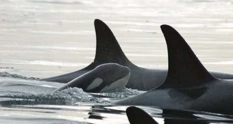Anchorage: aventura de 5 días /4 noches en los fiordos de Kenia y el Parque Nacional de Denali - BrushBuck Wildlife Tours 9