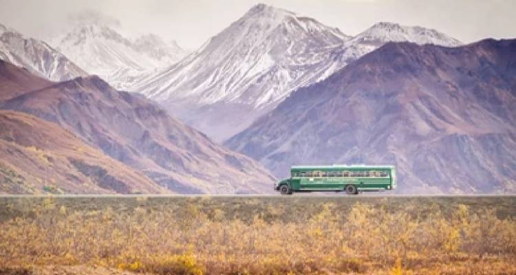 Anchorage: aventura de 5 días /4 noches en los fiordos de Kenia y el Parque Nacional de Denali - BrushBuck Wildlife Tours 6