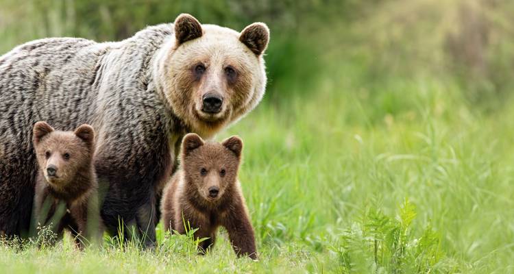 Anchorage: aventura de 5 días /4 noches en los fiordos de Kenia y el Parque Nacional de Denali - BrushBuck Wildlife Tours 1