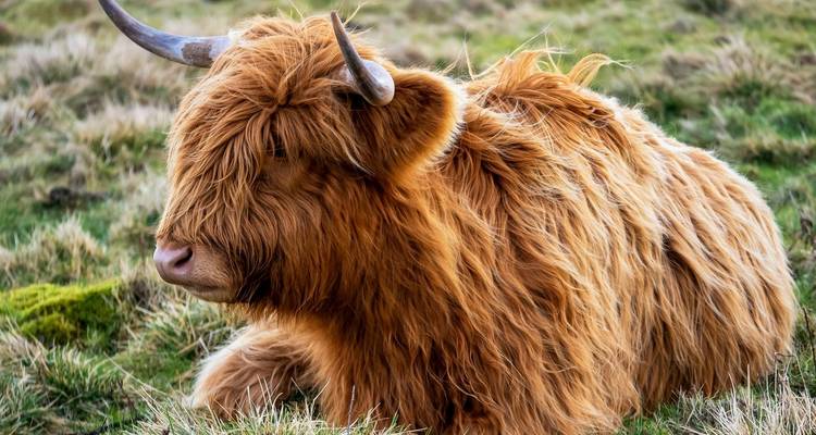 A Highland cow lying in a grassy field.