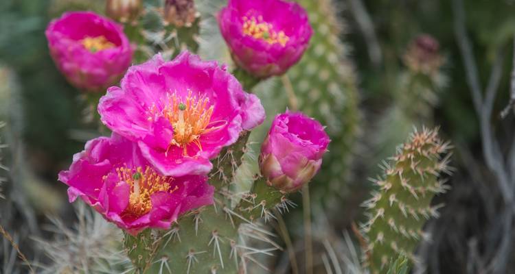 Nahaufnahme von rosa Kaktusblüten.