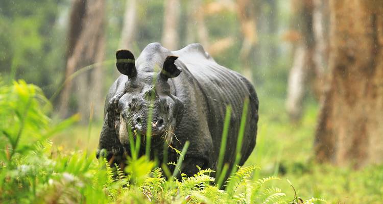 Close-up van een neushoorn die graast in een weelderig bos met regen.