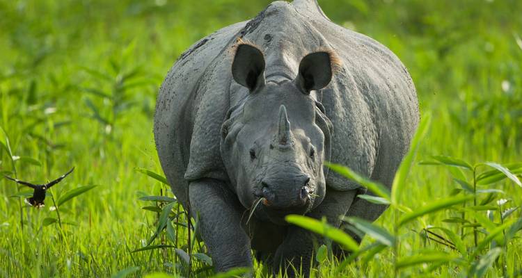 Close-up van een neushoorn die door dicht groen gras loopt.