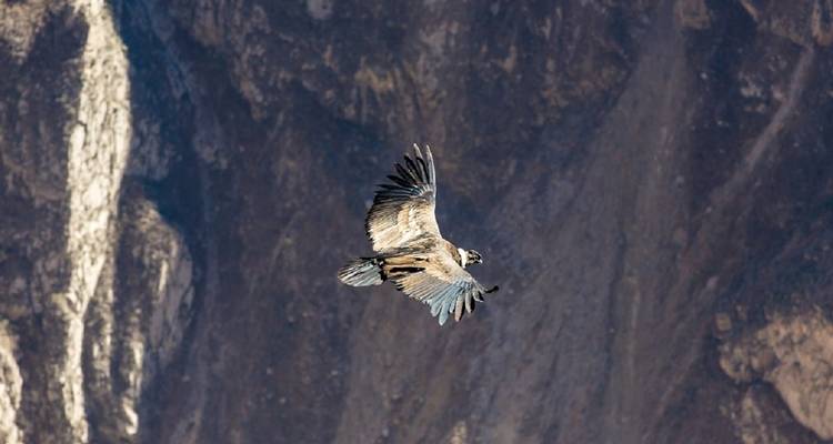 Condor in vlucht tegen een bergachtige rotsachtige achtergrond.