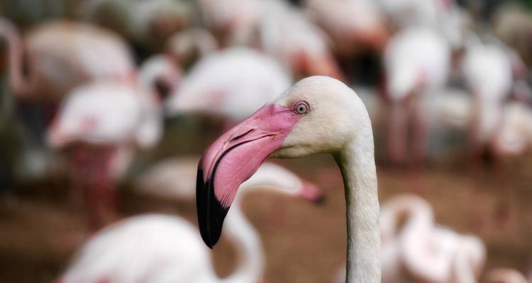 Close-up of a flamingo with a blurred group in the background.