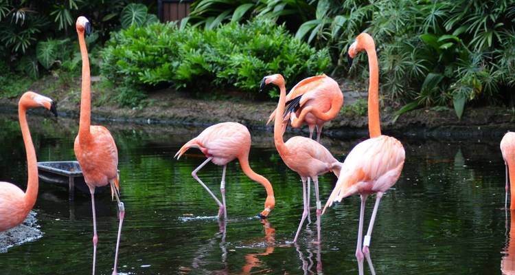 Group of flamingos in a pond surrounded by greenery.