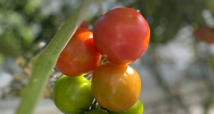 Close-up of ripe and unripe tomatoes on a vine.