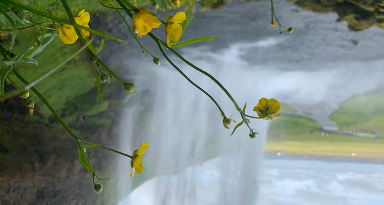 Waterfall with yellow flowers in the foreground.