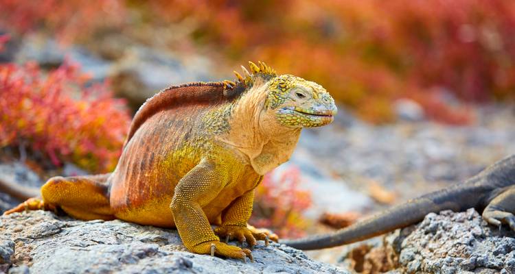 Iguane terrestre se prélassant sur des rochers avec de la végétation en arrière-plan.