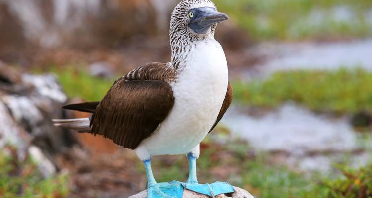 Fou à pieds bleus se tenant sur un rocher dans un environnement luxuriant.