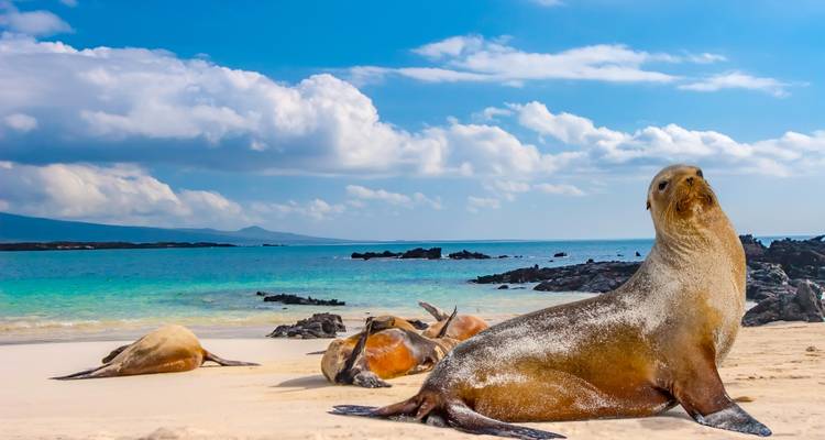 Scène de plage avec des otaries se reposant sur le sable au bord de l'océan bleu.