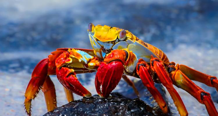 Gros plan d'un crabe Sally Lightfoot coloré sur un rocher.