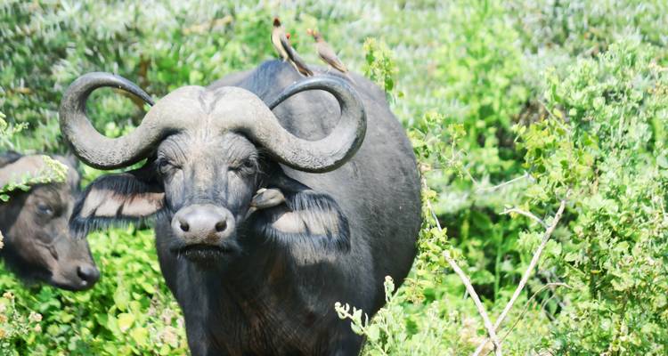 Safari de 3 jours dans le Serengeti et le cratère du Ngorongoro avec les Big Five - 5 - Kilimeru Safaris 1