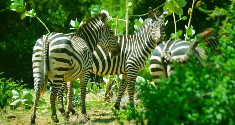 Safari de 3 jours dans le Serengeti et le cratère du Ngorongoro avec les Big Five - 5 - Kilimeru Safaris 2