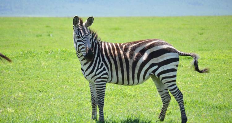 Safari de 3 jours dans le Serengeti et le cratère du Ngorongoro avec les Big Five - 5 - Kilimeru Safaris 3