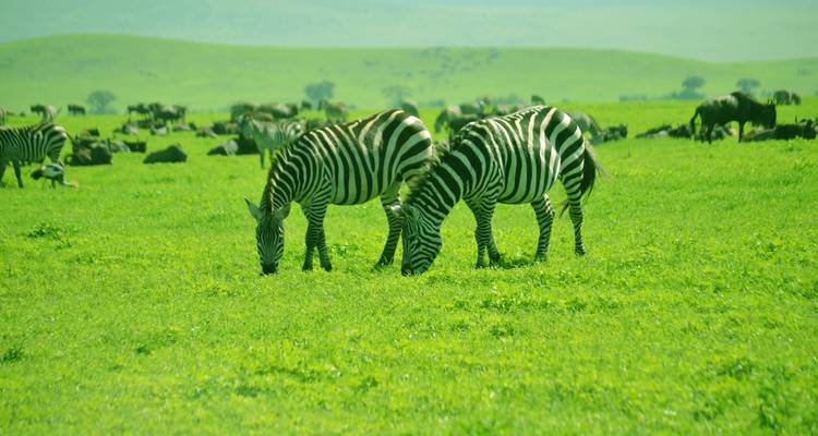 Safari de 3 jours dans le Serengeti et le cratère du Ngorongoro avec les Big Five - 5 - Kilimeru Safaris 4