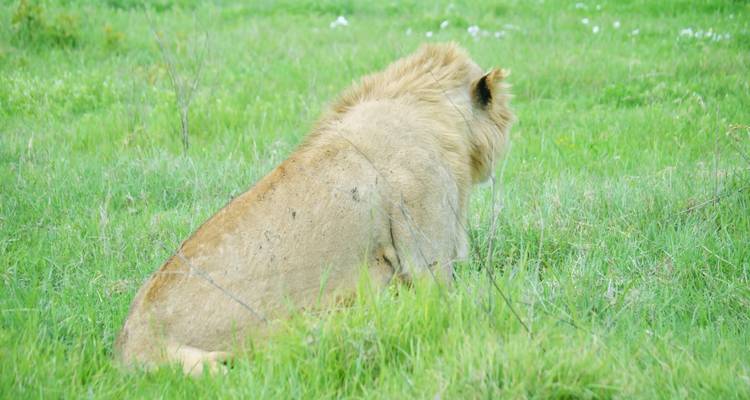 Safari de 3 jours dans le Serengeti et le cratère du Ngorongoro avec les Big Five - 5 - Kilimeru Safaris 6